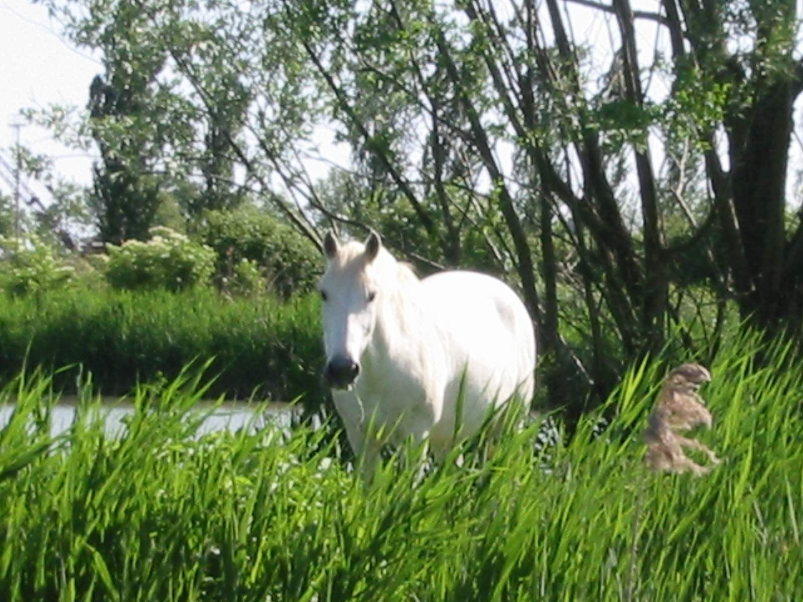 Dopo gatti e cani parliamo del Cavallo?